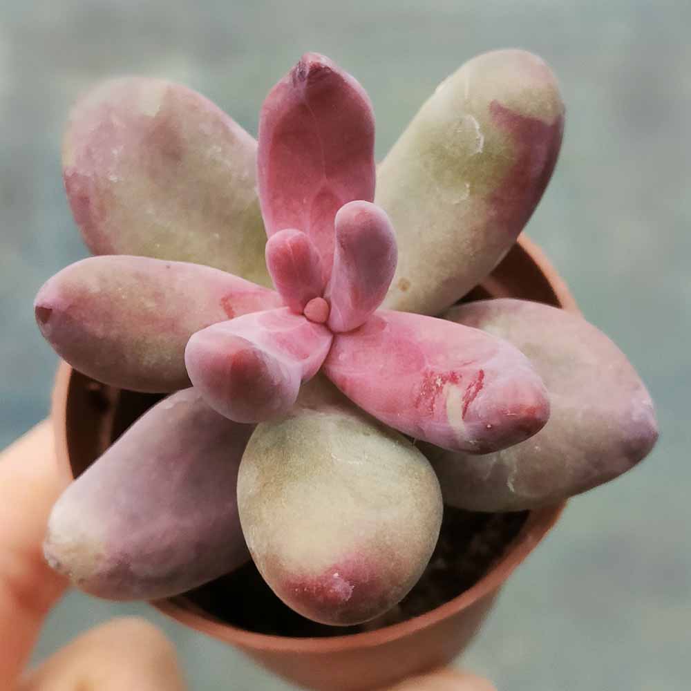 pachyphytum fittkaui
