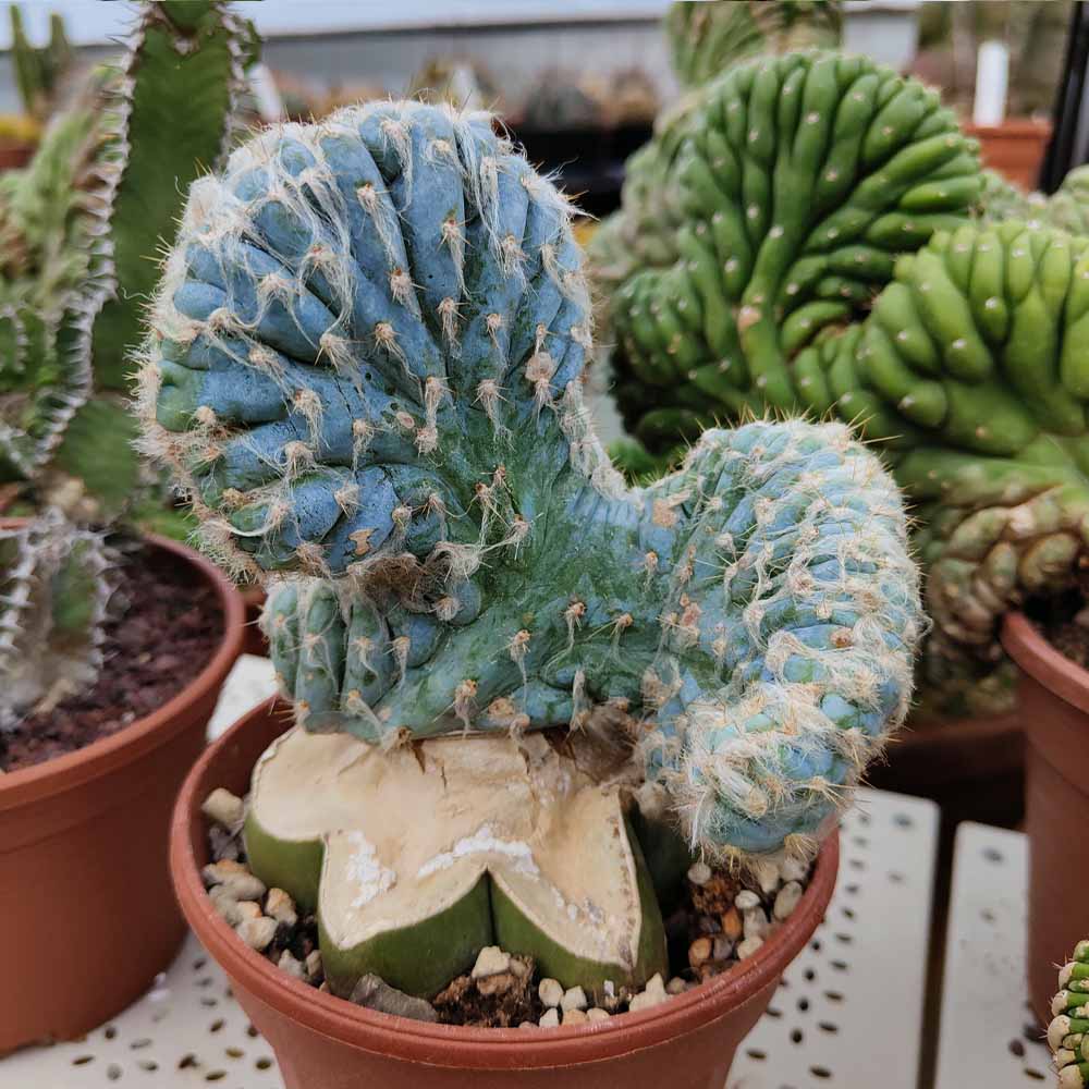 pilosocereus crestato leucocephalus