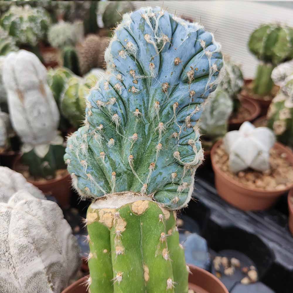 pilosocereus leucocephalus crestato