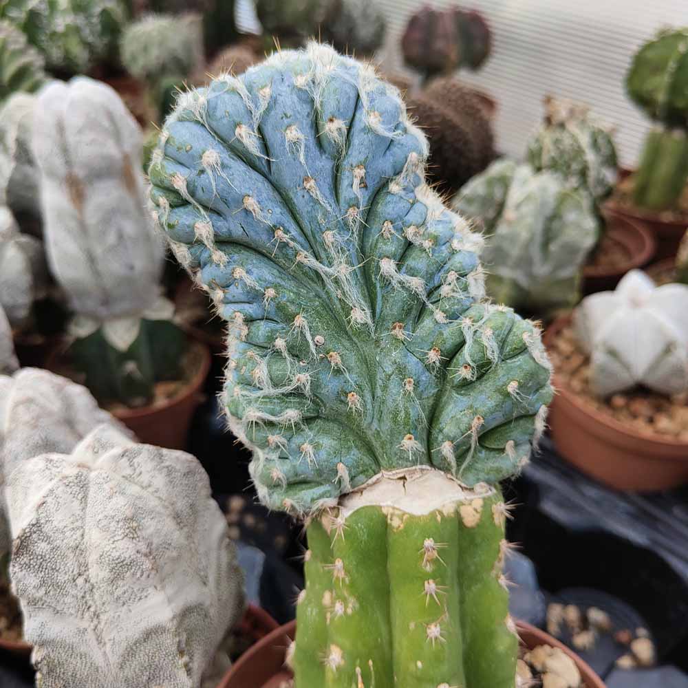 pilosocereus leucocephalus