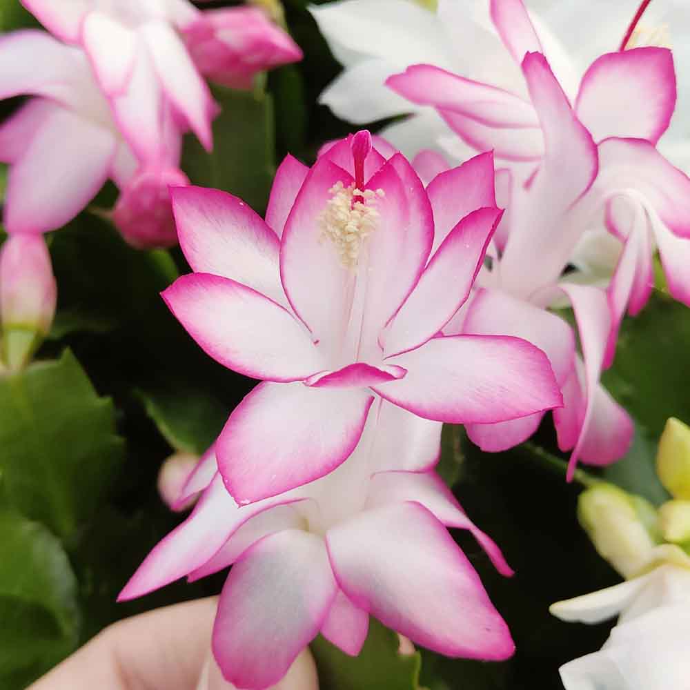 schlumbergera dark eva fiore