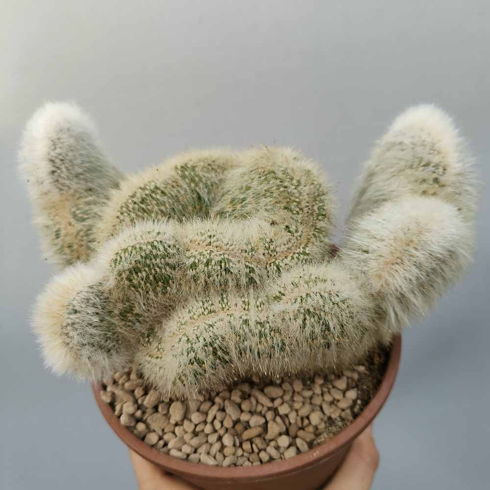 cleistocactus strausii crestato pianta