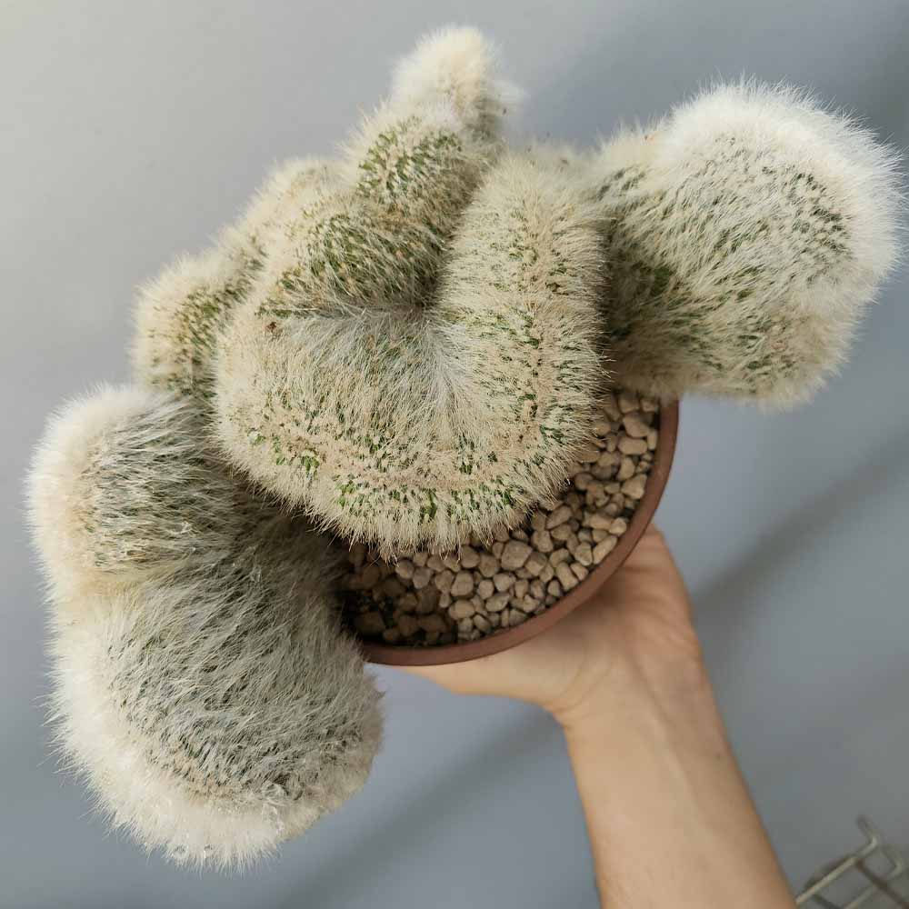 cleistocactus strausii crestato