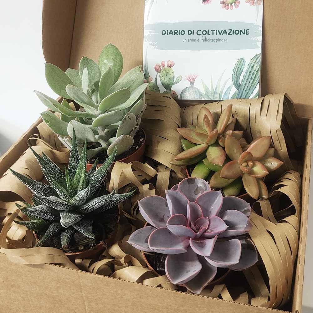 cofanetto spillybox piante con diario coltivazione
