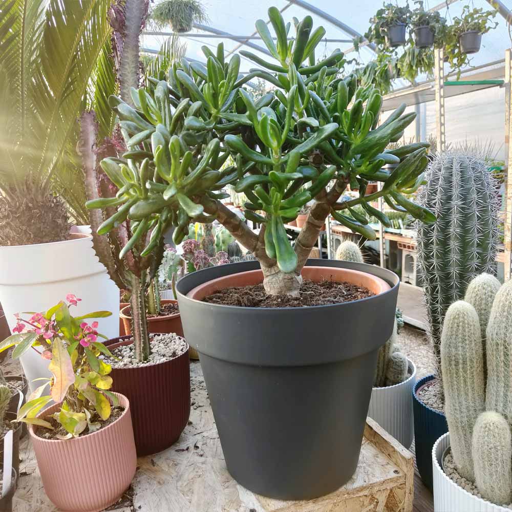 crassula gollum pianta grassa