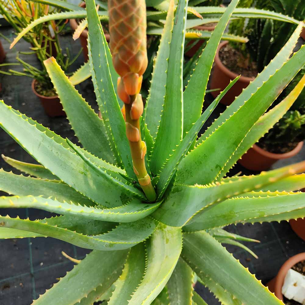 aloe caesia