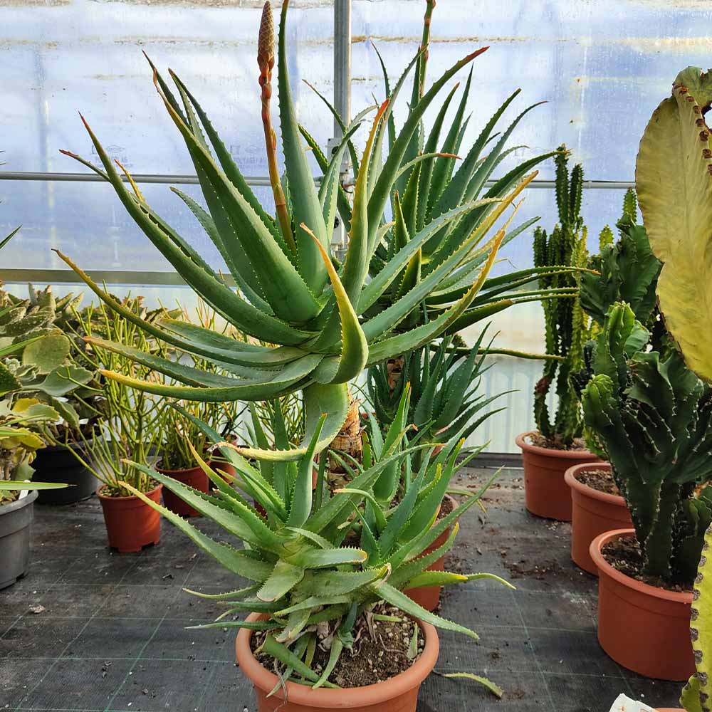 aloe caesia pianta