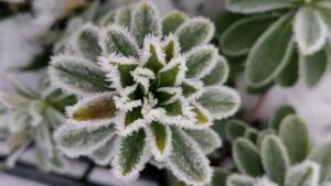 come proteggere dal freddo le piante