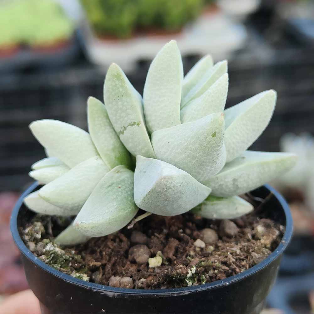 crassula cornuta