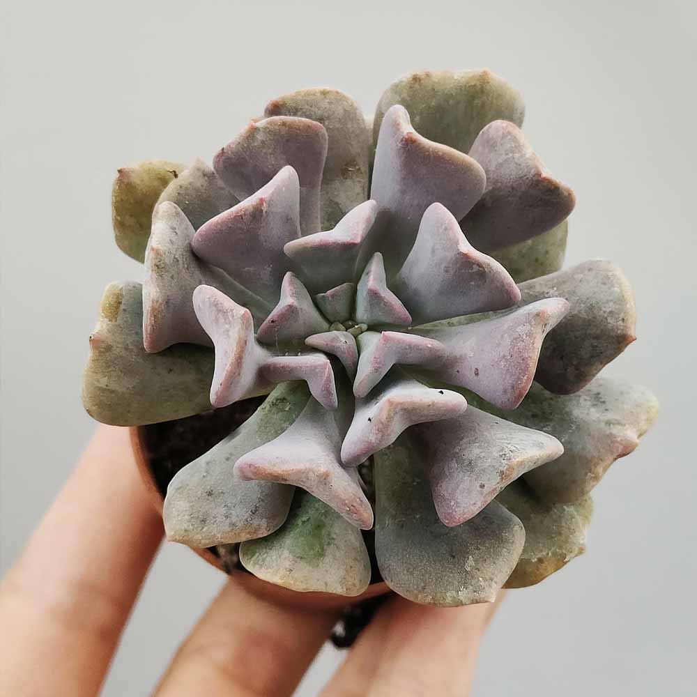 echeveria cubic frost
