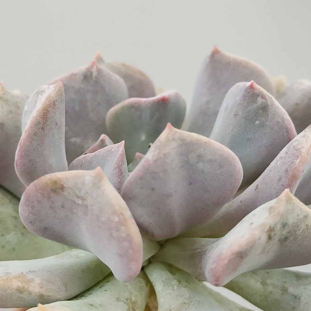 echeveria cubic frost pianta