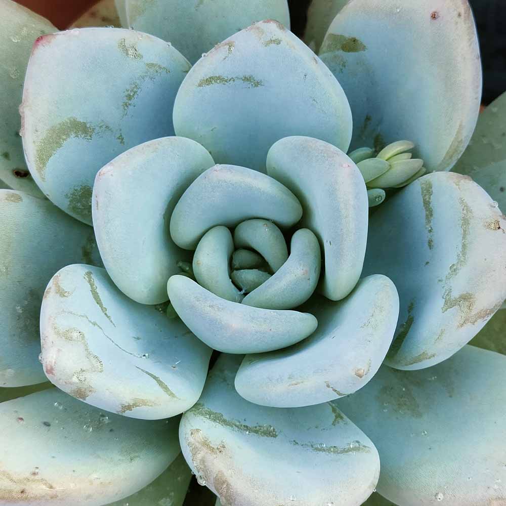 echeveria opalina pianta a rosetta