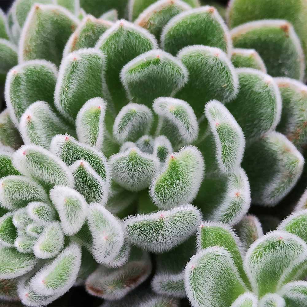 echeveria setosa
