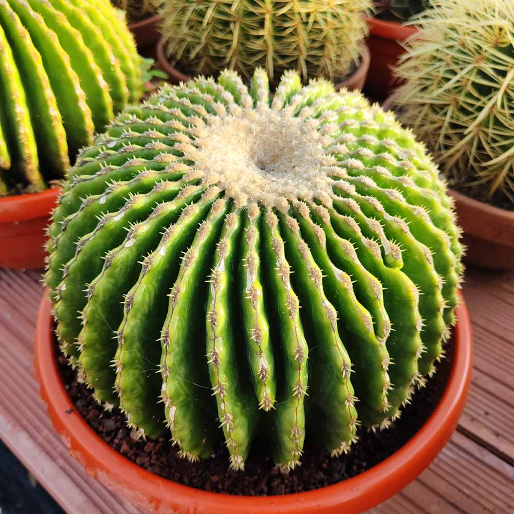 echinocactus grusoni inermis