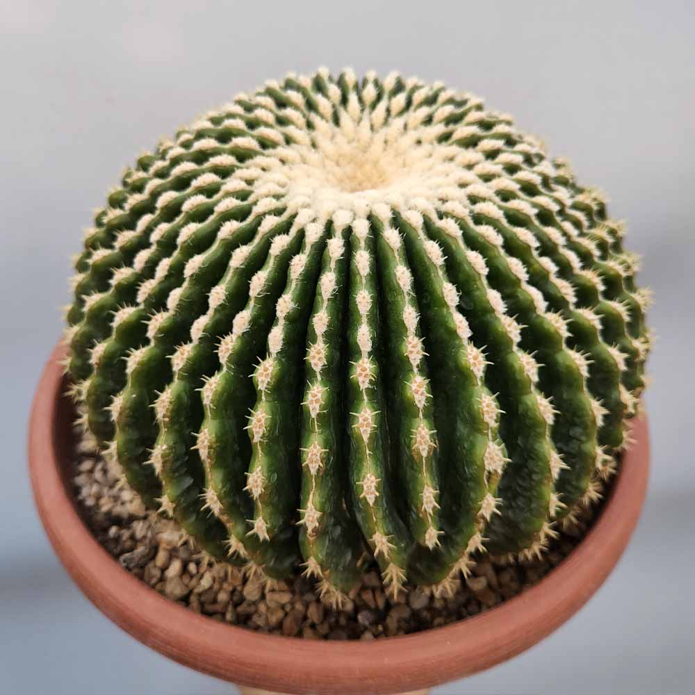 echinocactus grusonii inernis cactus