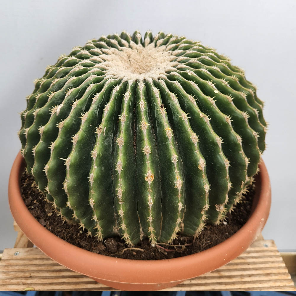 echinocactus grusonii inernis pianta