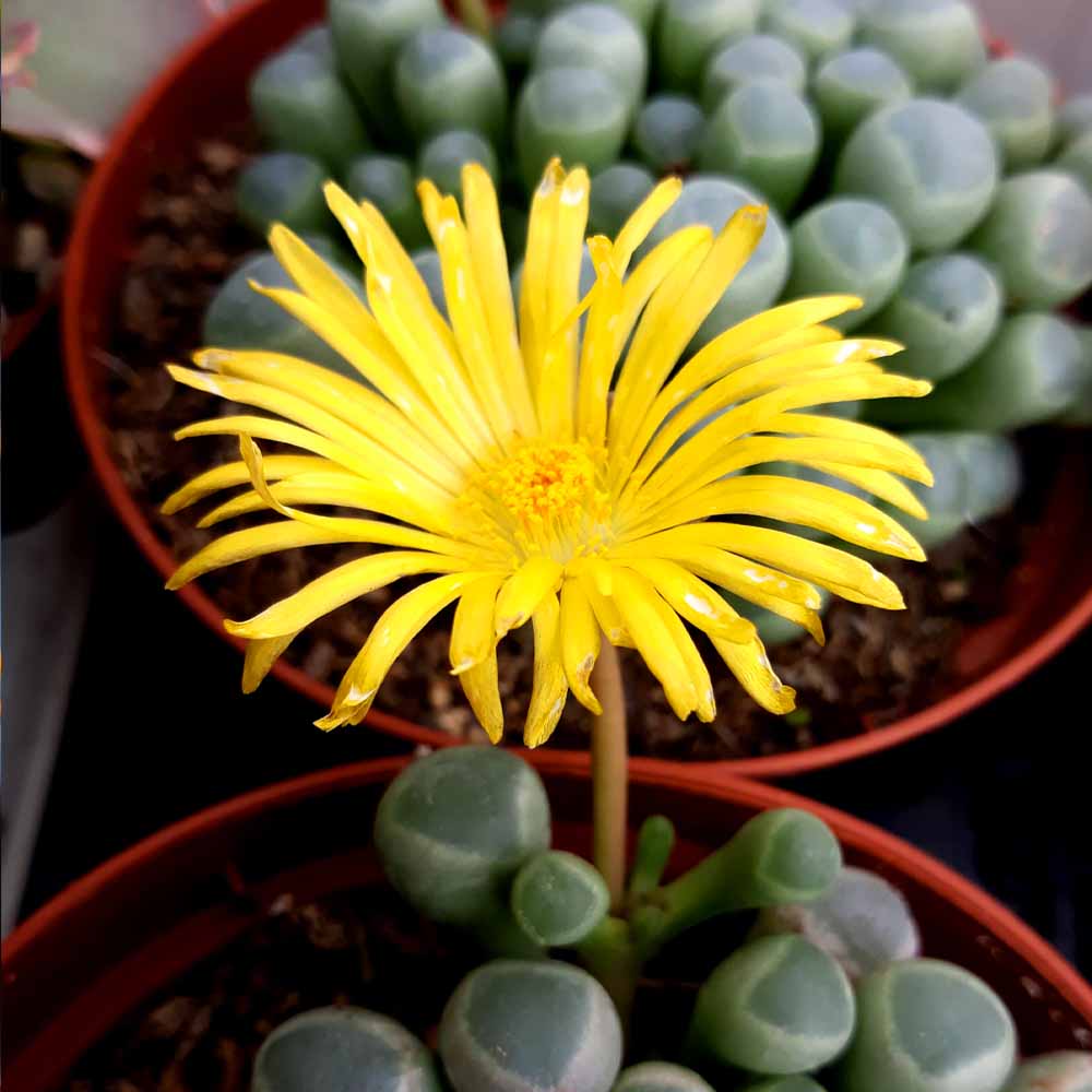 fenestraria fiore