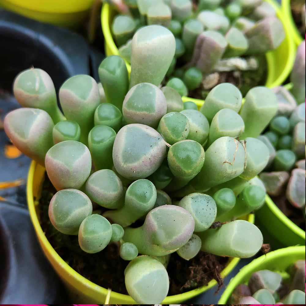 fenestraria