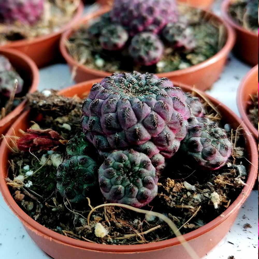 sulcorebutia rauschii violacidermis