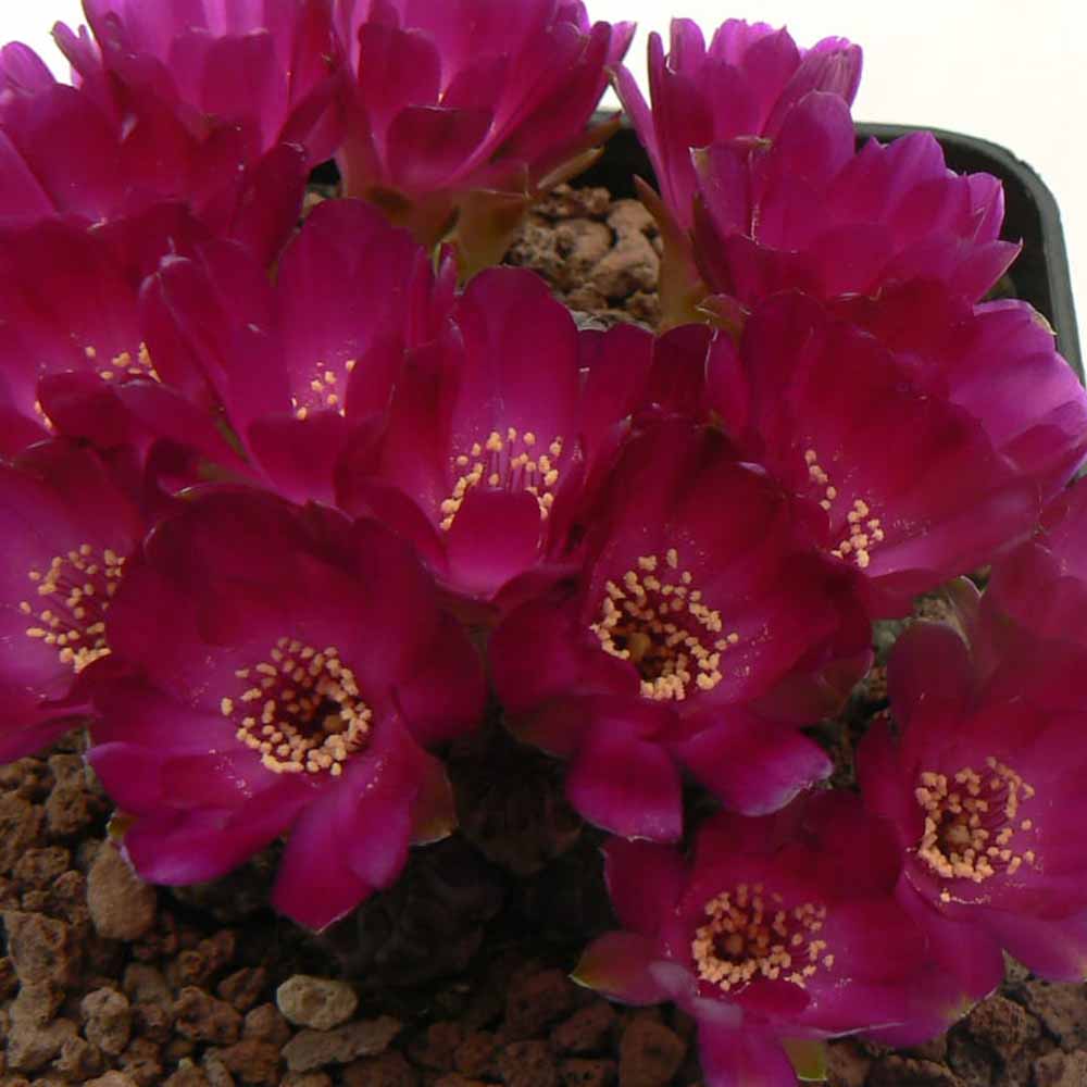 sulcorebutia rauschii violacidermis fiore