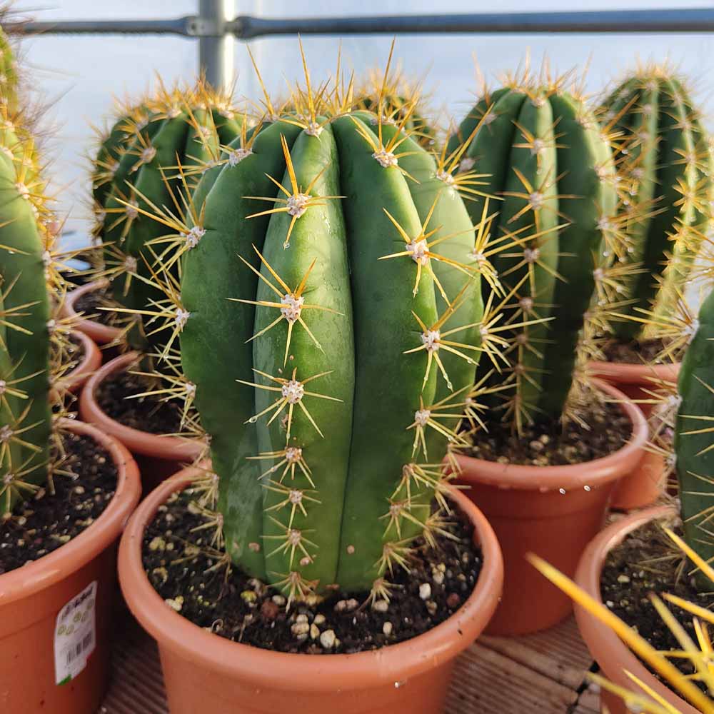 trichocereus pasacana