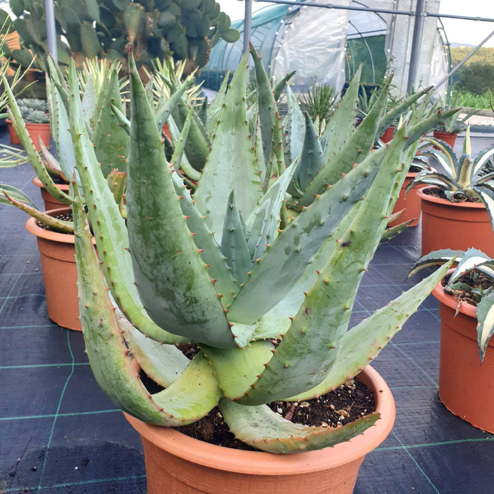 aloe ferox pianta grassa