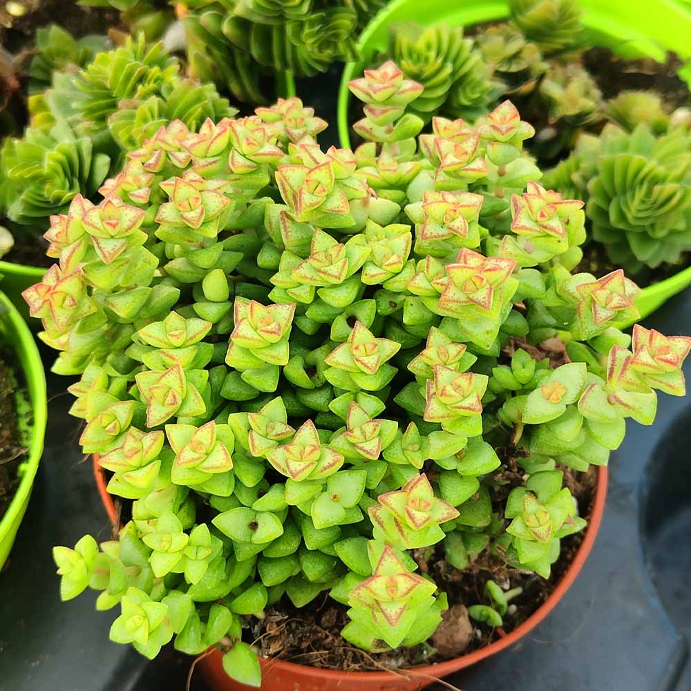 crassula tom thumb