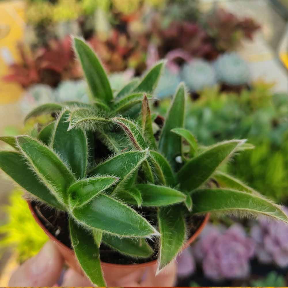 cyanotis somaliensis