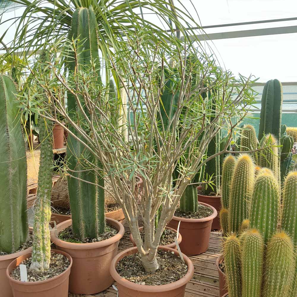 euphorbia balsamifera