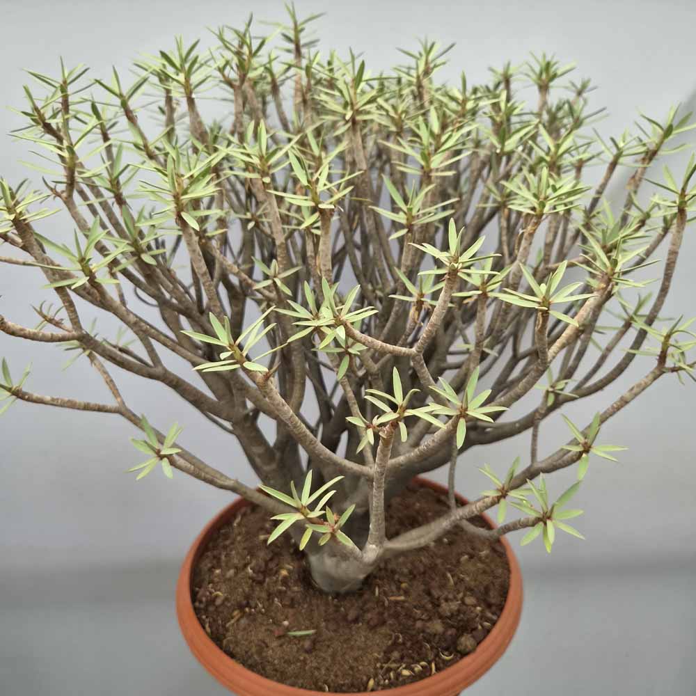 euphorbia balsamifera pianta