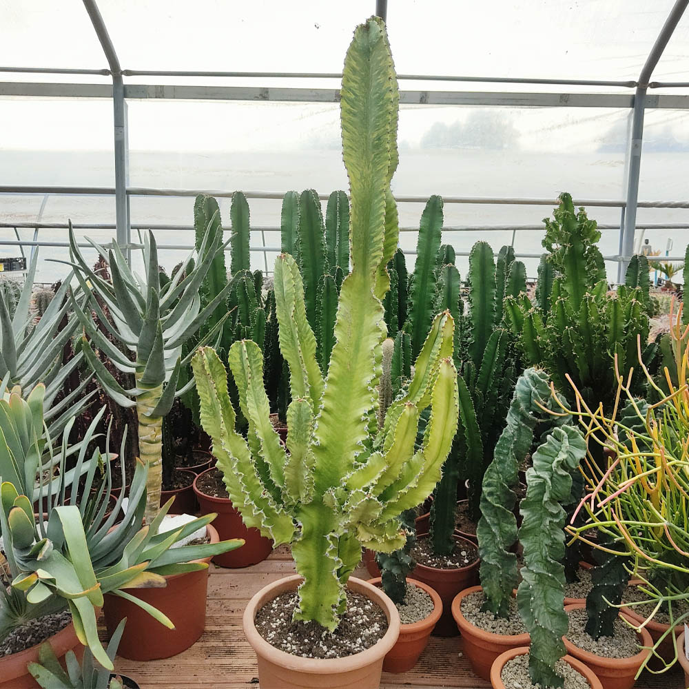 euphorbia eritrea variegata