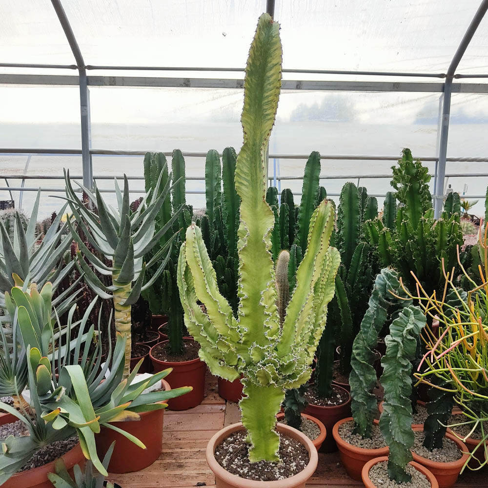 euphorbia eritrea variegata cactus