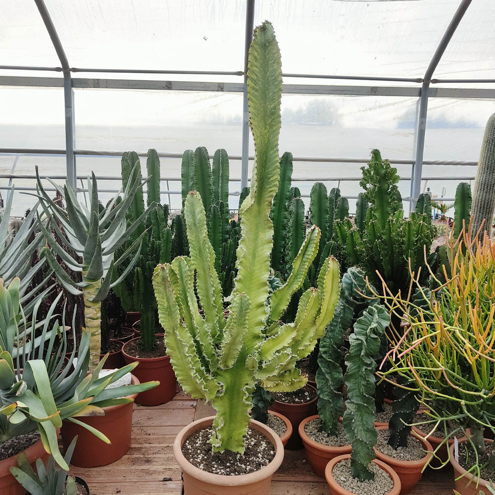 euphorbia eritrea variegata pianta