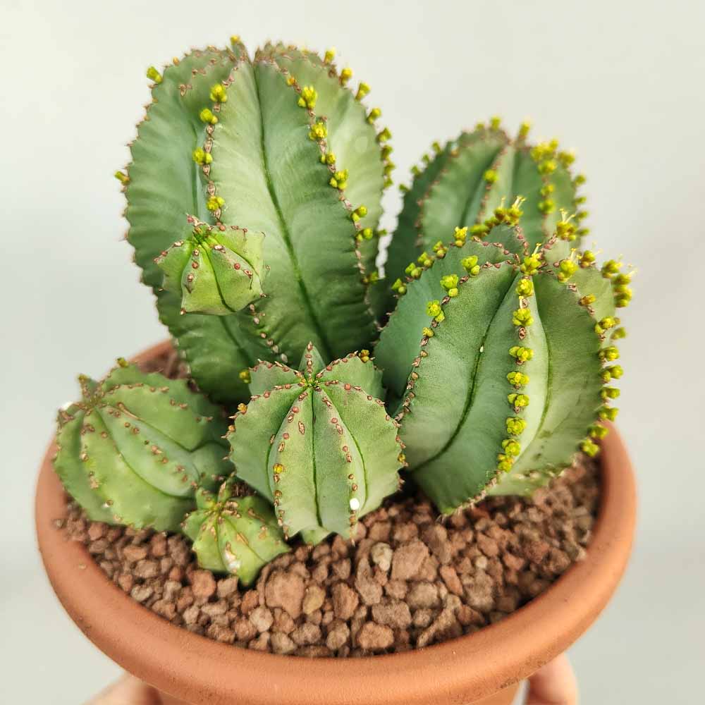 euphorbia fruticosa inermis l
