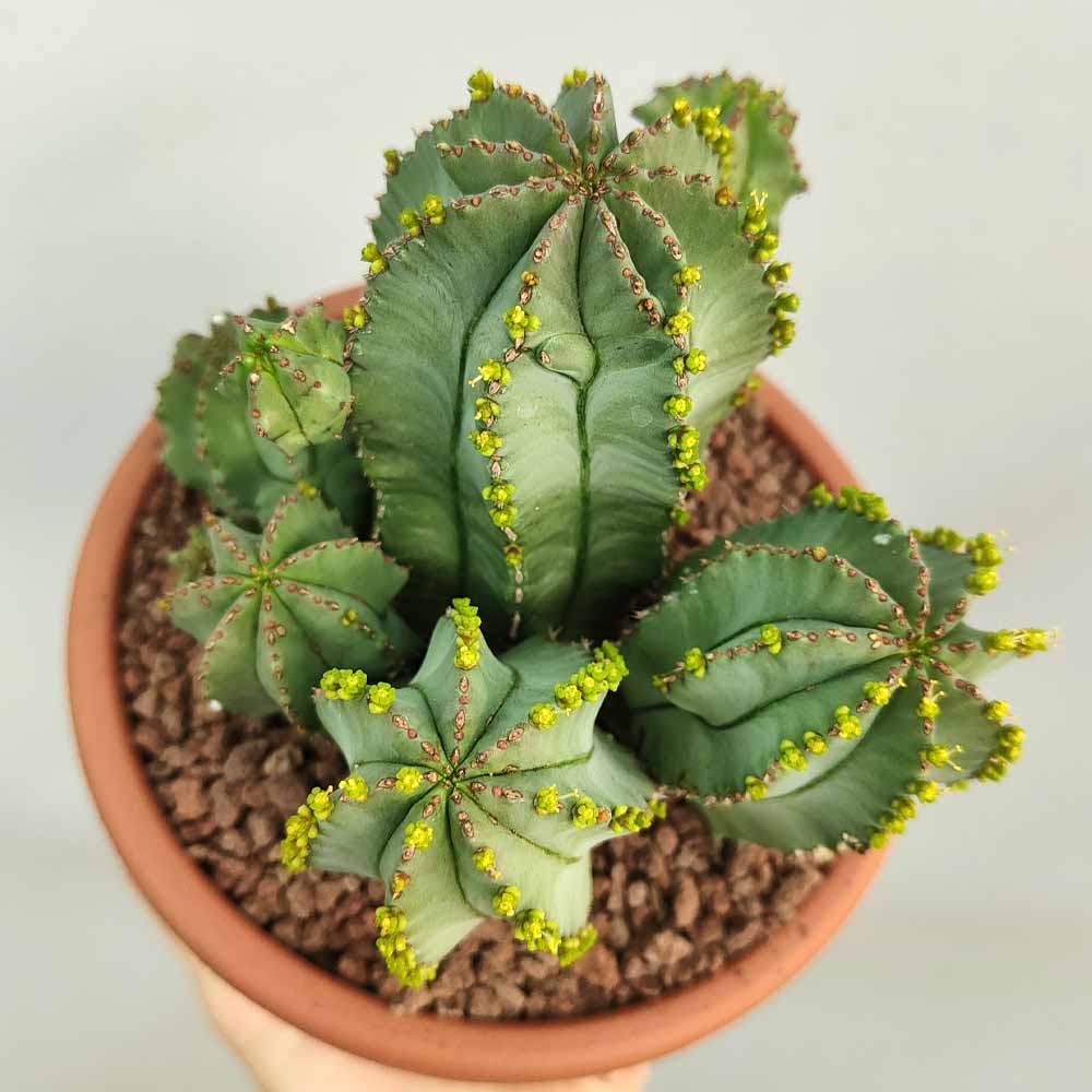 euphorbia fruticosa inermis pianta L