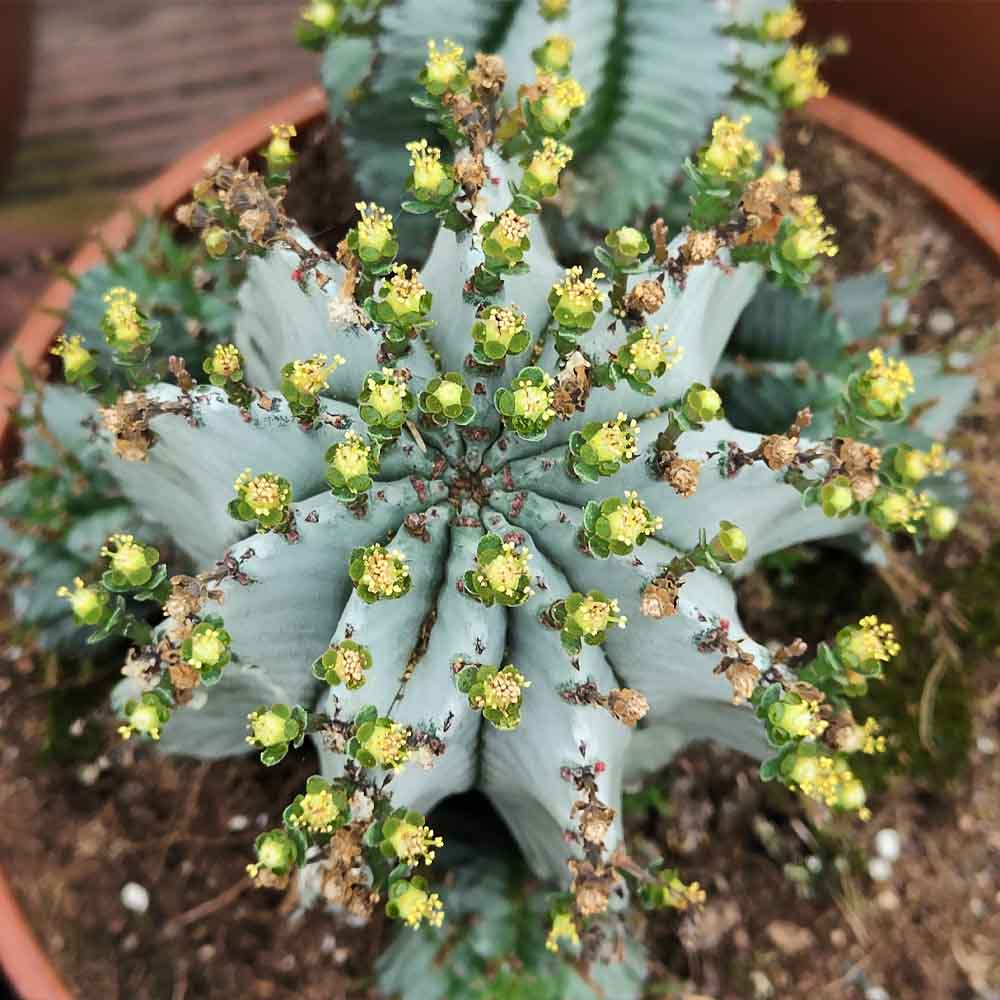 euphorbia polygona fioritura