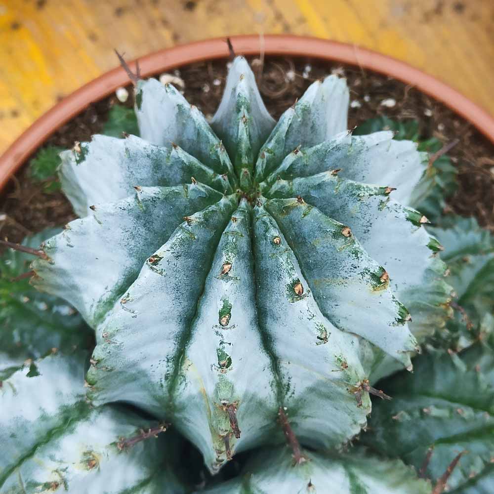 euphorbia polygona pianta grassa