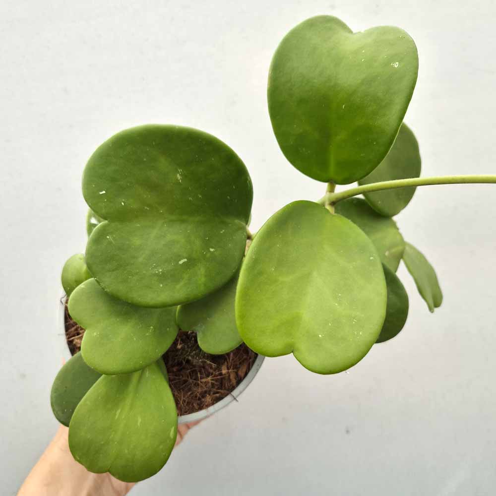 hoya kerri pianta