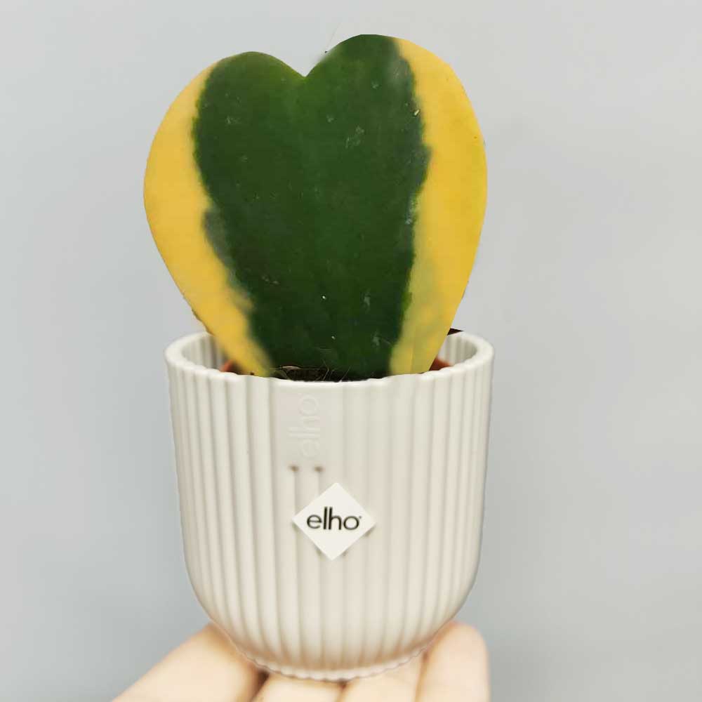 hoya kerri variegata home decor