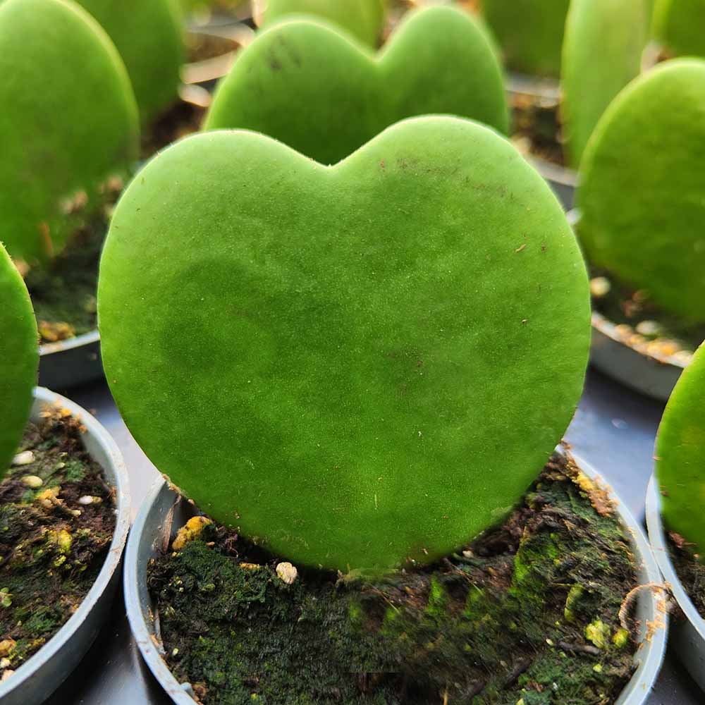 hoya kerrii pianta cuore