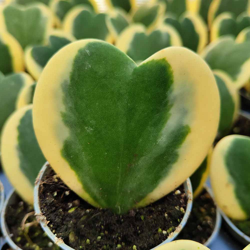 hoya kerrii variegata