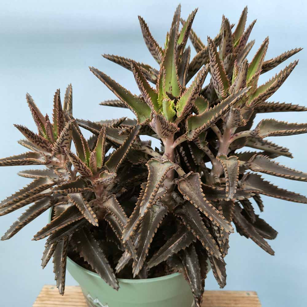 kalanchoe daigremontiana