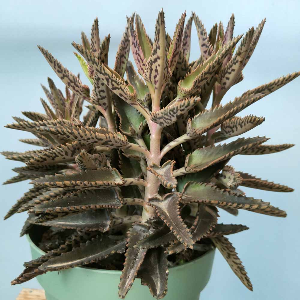 kalanchoe daigremontiana pianta