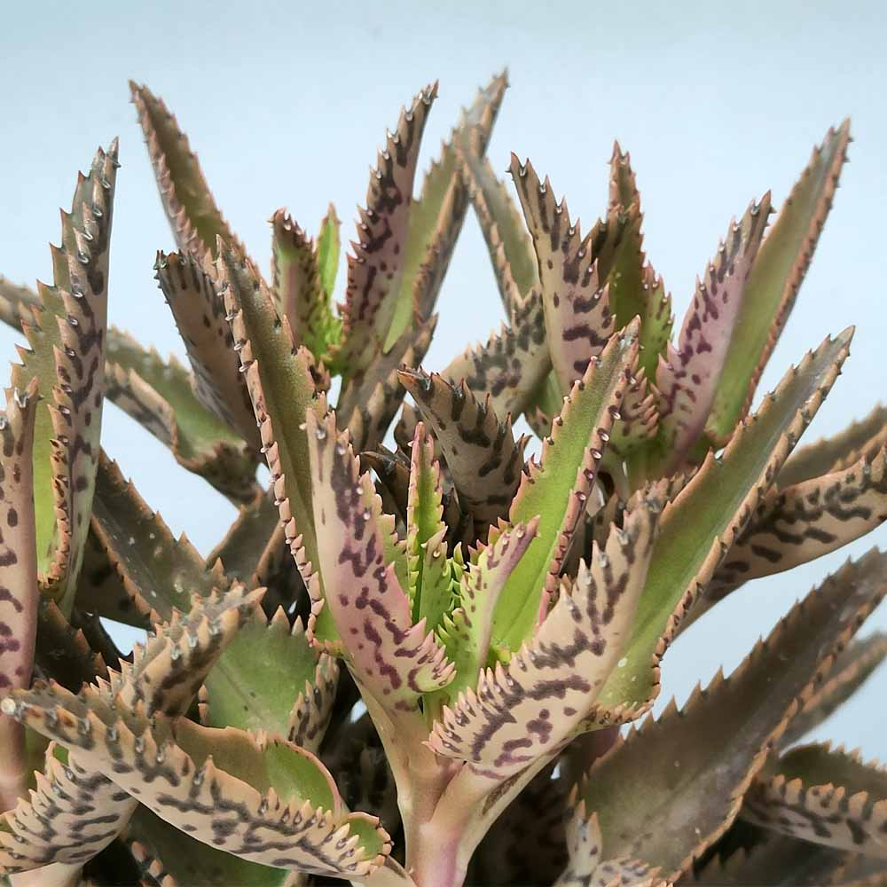 kalanchoe daigremontiana succulente