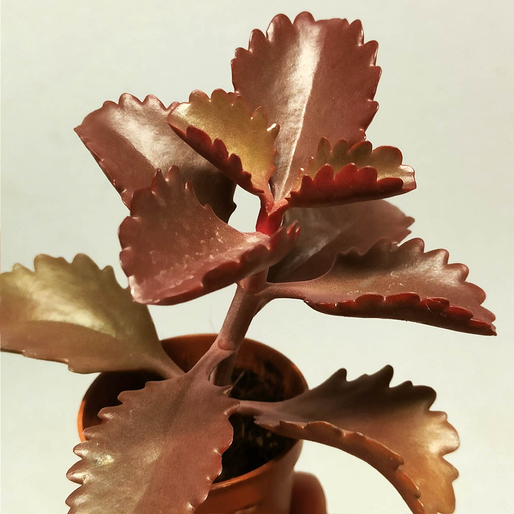 kalanchoe longiflora pianta