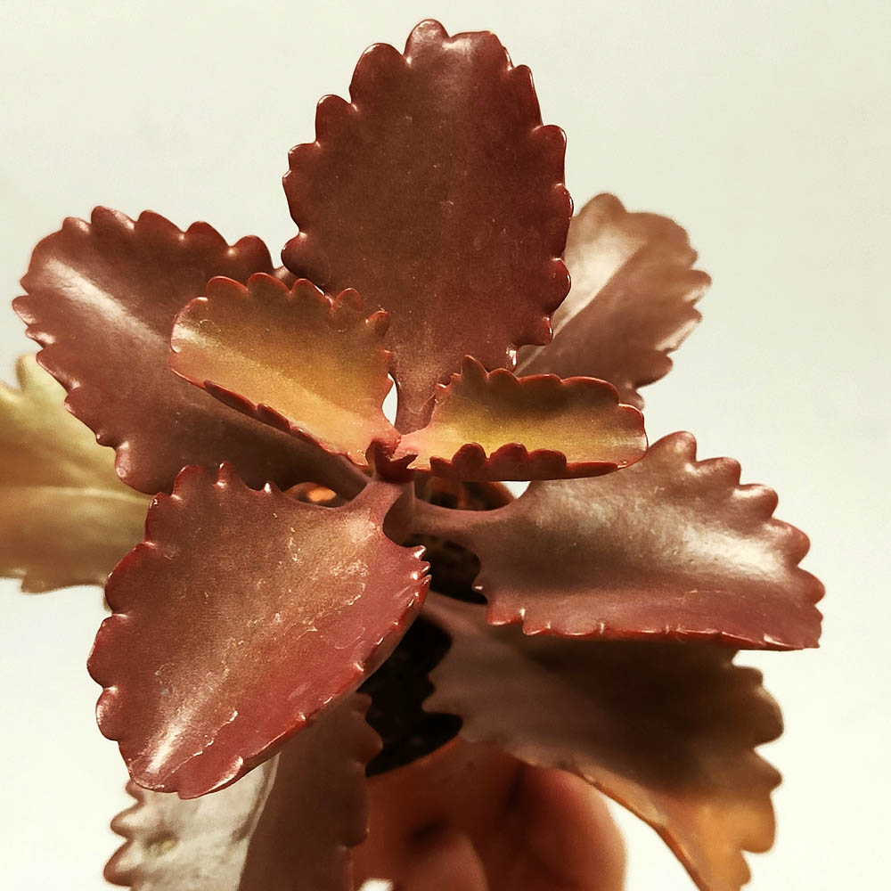 kalanchoe longiflora