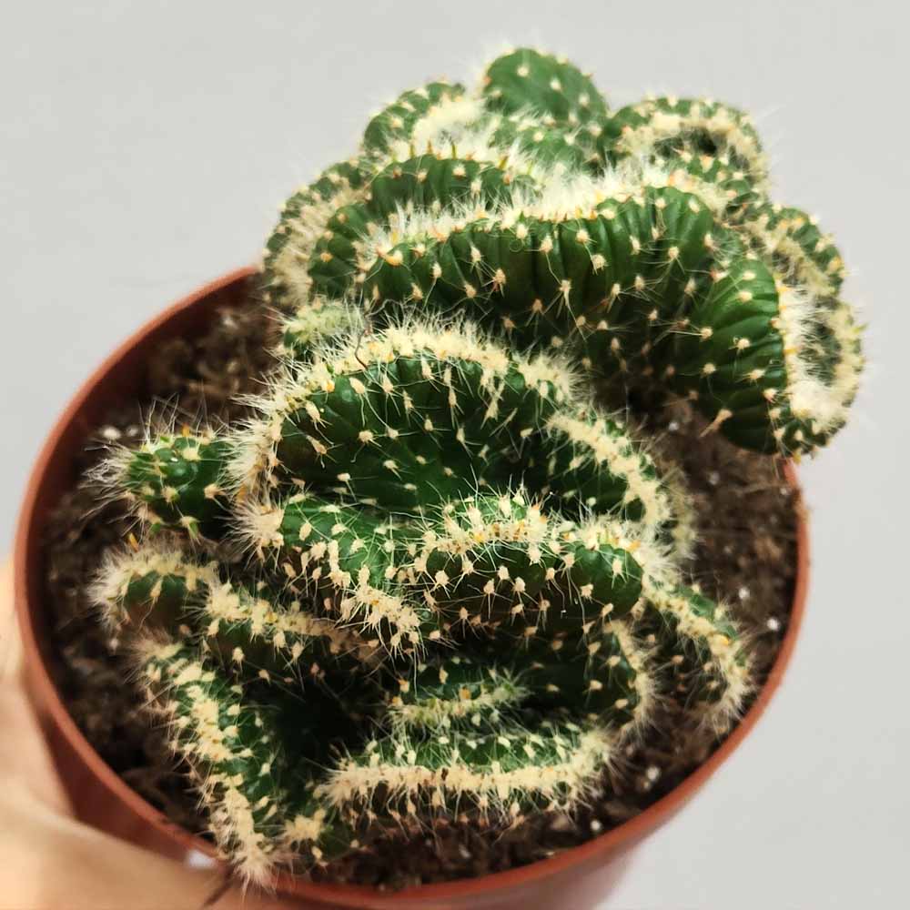 opuntia fulgida crestata