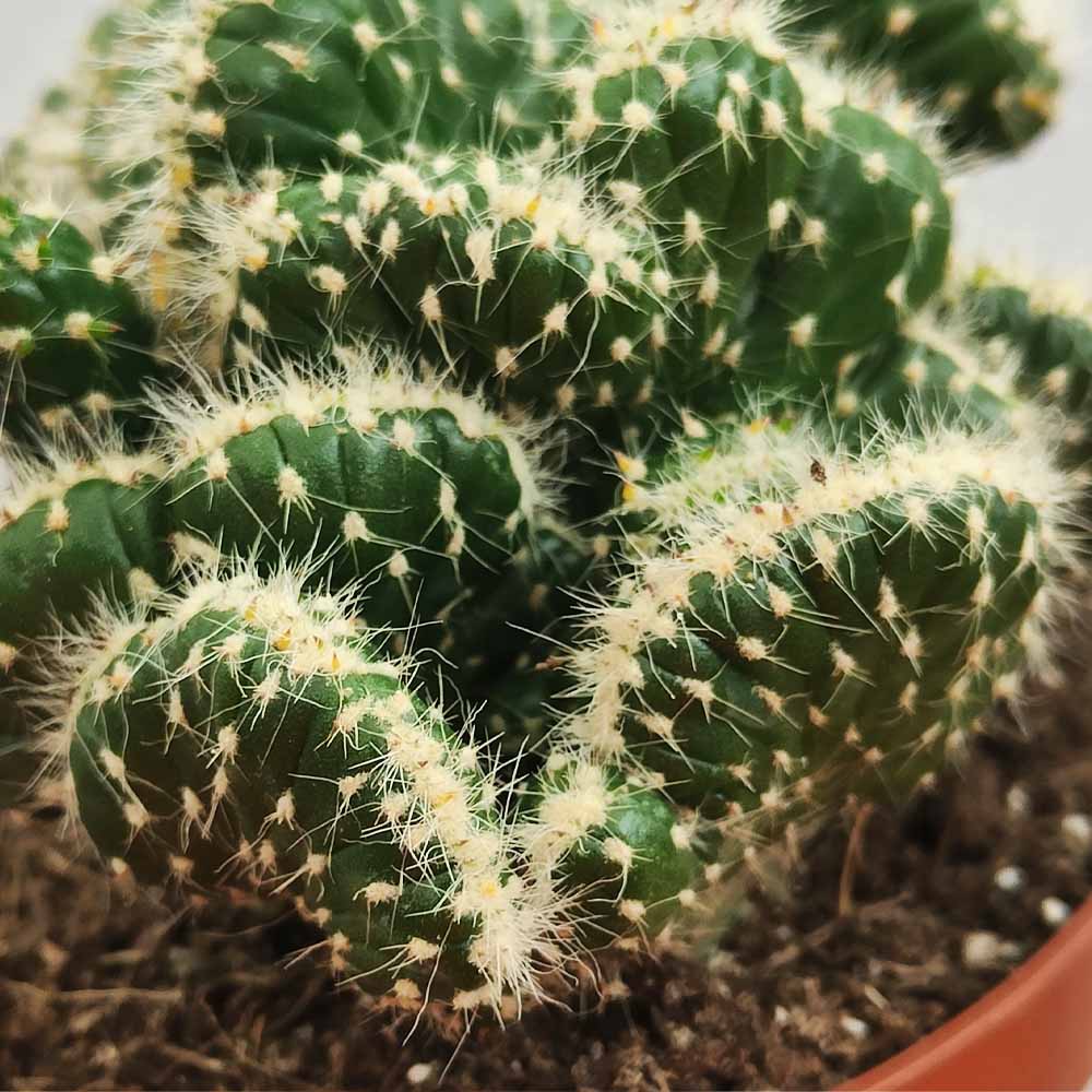 opuntia fulgida crestata cactus
