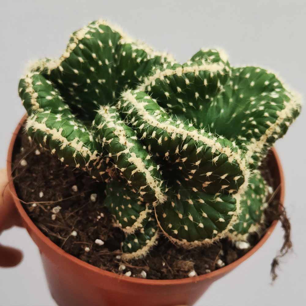 opuntia fulgida crestata pianta