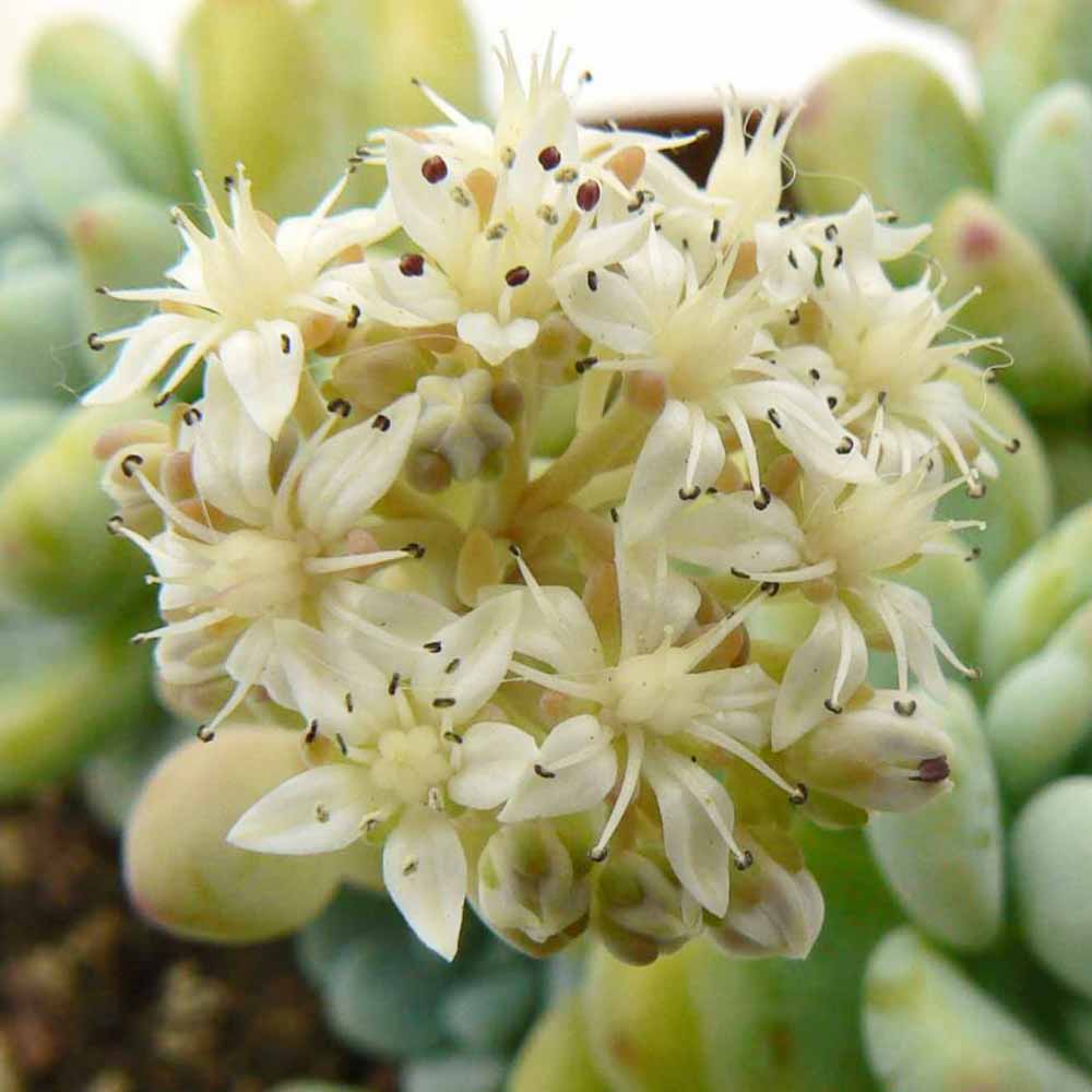 sedum clavatum fiore